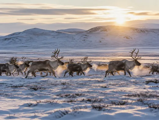 Caribou crossing the tundra at sunrise