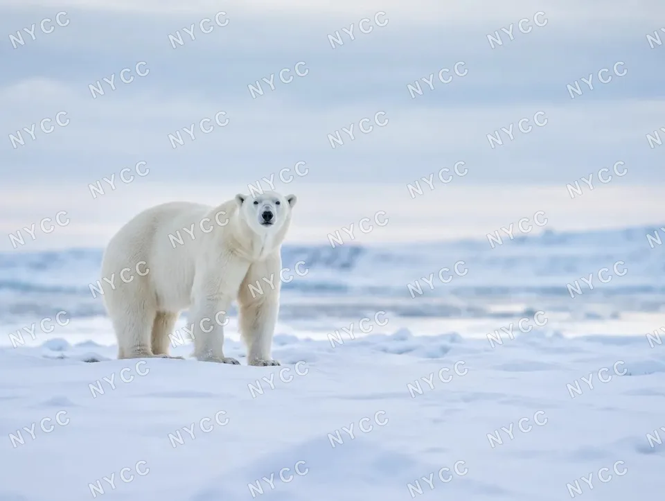Polar bear on sea ice